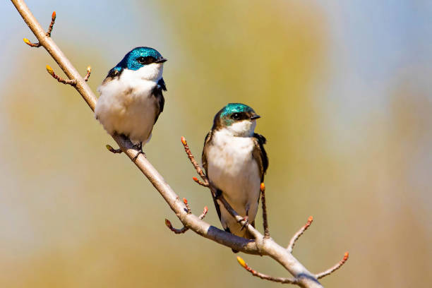 istock Cute tree swallow birds couple mating close up portrait in spring 1226523495