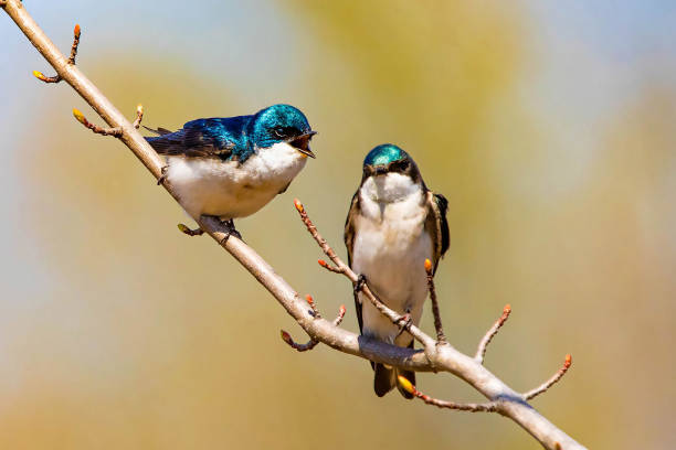 istock Cute tree swallow birds couple mating close up portrait in spring 1226523497