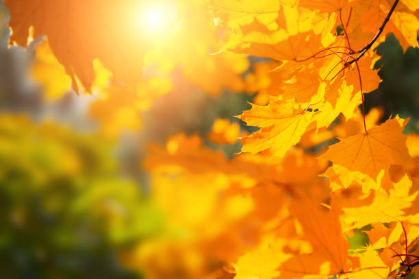istock Yellow autumn maple leaves in a forest with sunlight. 1226526277