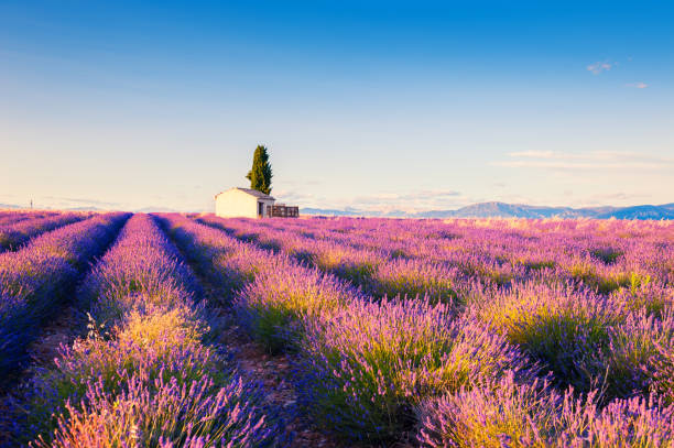 istock House in lavender field at sunset 1226526293