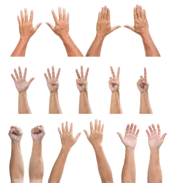 istock set of man hands isolated on white background 1226526963