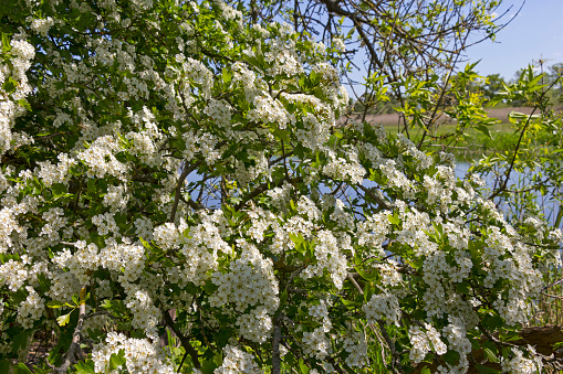 View of a large flowering hawthorn bush. It stands in the middle of the banks of the river Havel. Seen in Brandenburg.