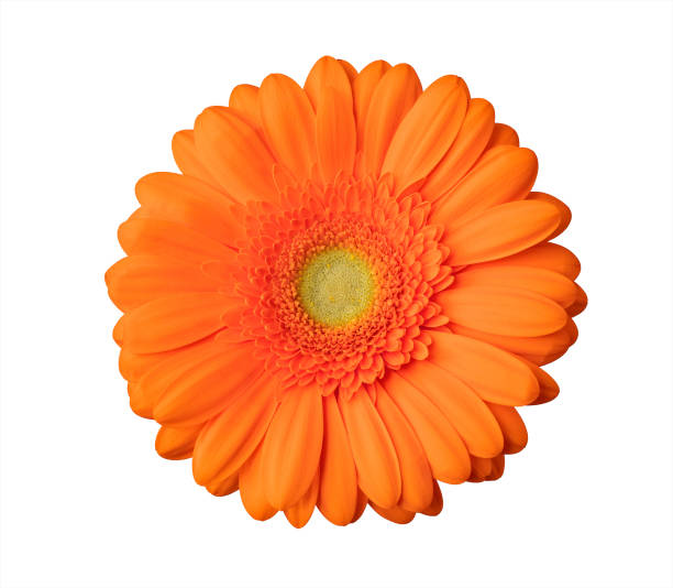 istock Gerbera flower orange flower isolated 1226531102