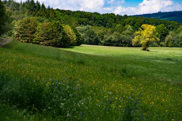 istock Meadow with single tree at the edge of the forest under beautiful cloud sky 1226531456