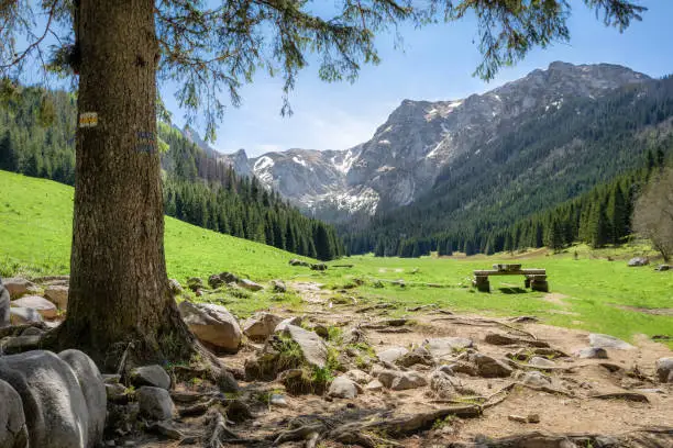 View of glade in the Small Meadow Valley in Tatra mountains, Poland