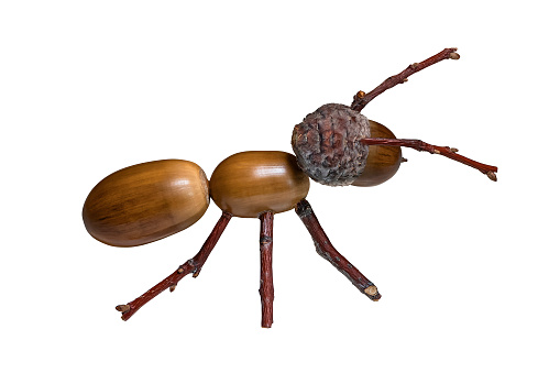 Ant made from acorns. Child hand crafts from natural materials