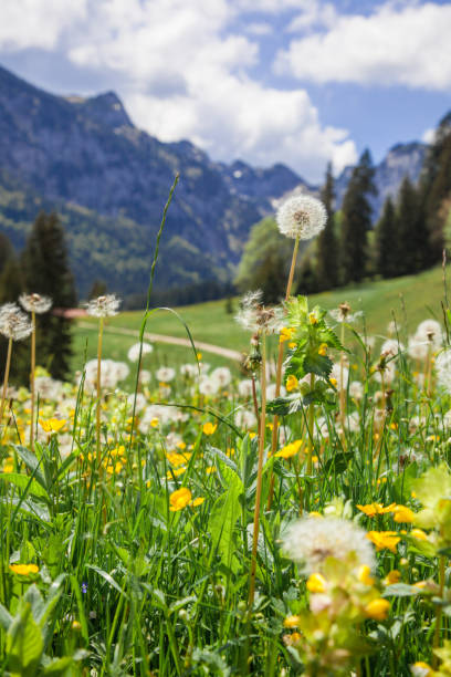 istock mountain flower meadow in germany 1226534739