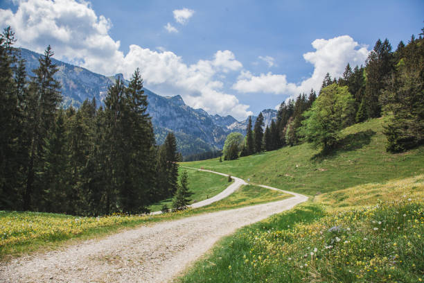 istock mountain flower meadow in germany 1226534742