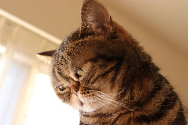 istock Depressing cat with a sad look. 1226534769