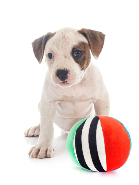 istock puppy american bulldog 1226535885