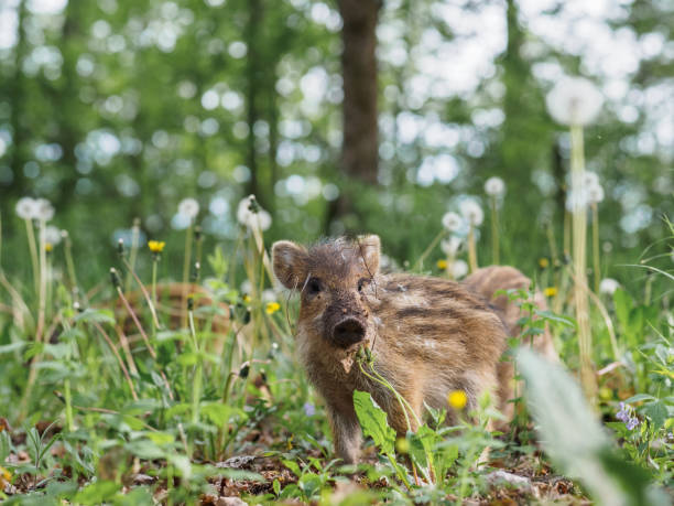 istock Portrait of a small wild striped boar in a spring forest 1226536503
