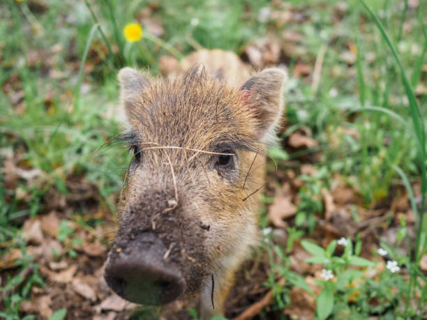 istock Little wild boar in the grass in the spring forest 1226536536