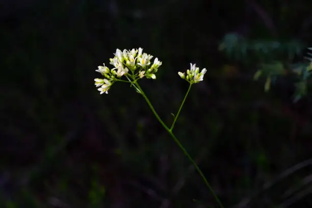 White flower of the parsley family, dark background