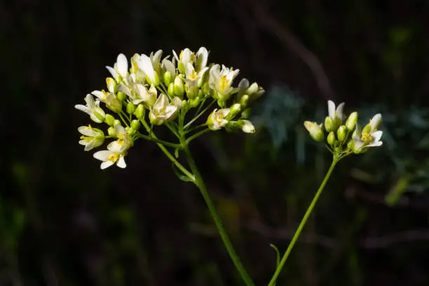 White flower of the parsley family, close up