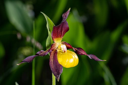 Very rare orchid with a bloom in the shape of a shoe, called lady's slipper or Cypripedium calceolus