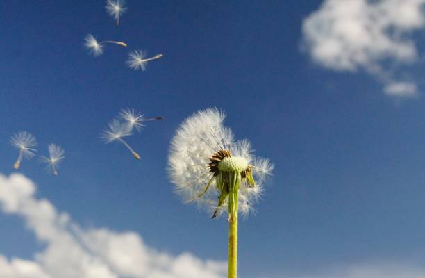 istock Dandelion Seeds Fly against blue sky 1226538684