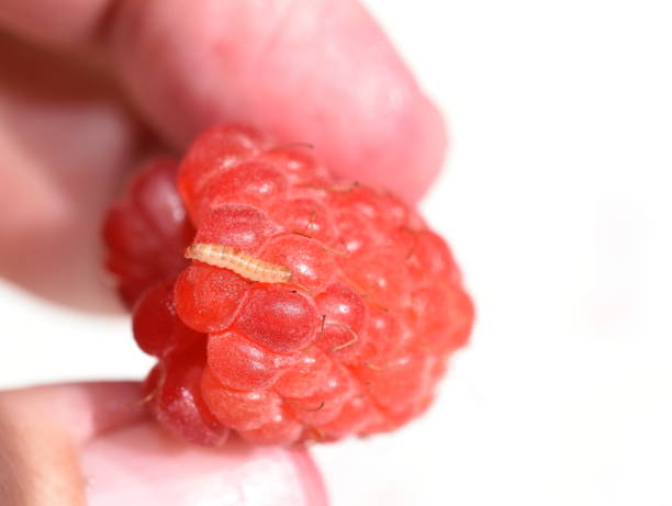 fruitworm byturus tomentosus en una frambuesa roja - 16022 fotografías e imágenes de stock