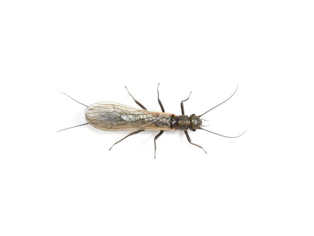 istock Stonefly trout food insect plecoptera 1226539824