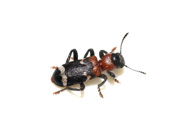 빨강과 검은 개미 딱정벌레 타나시무스 포르미카리우스 - formicarius 뉴스 사진 이미지