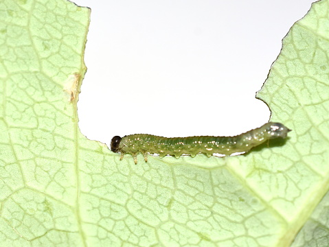Hungry green sawfly caterpillar eating leaf