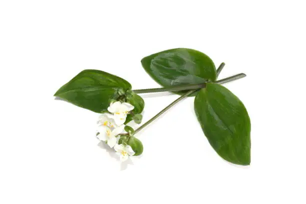 Green spiderworth Tradescantia fluminensis white flowers on white background