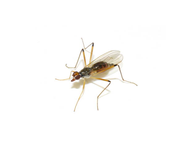 istock Stilt-legged fly Neria cibaria  isolated on white background 1226539927