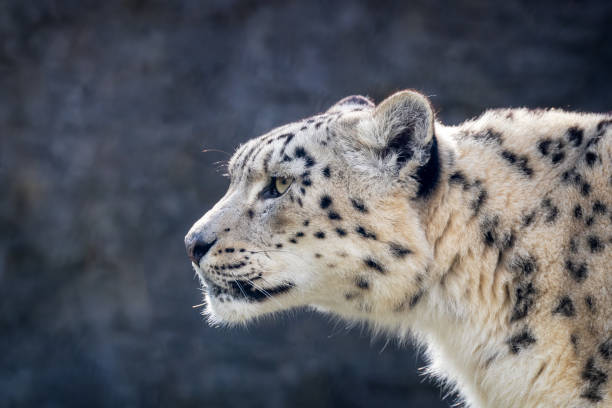Watchful and alert adult snow leopard, Panthera uncia, side profile closeup with space for text.