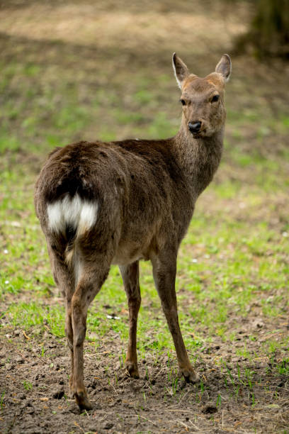 istock Sika deer Cervus nippon also known as the spotted deer female portrait 1226541120