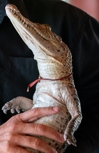 Man holding Young Crocodile or alligator in his hands in the zoo. Wildlife and animal photos. Predators and reptiles