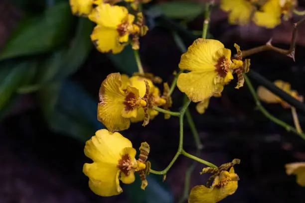 Photo of Orchid can reconomy. Spring yellow orchid flower on green bokeh background.