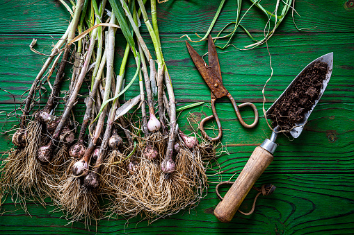 Young garlic bunch just harvest on a green wooden board vintage table with rusty scissors and garden trowel