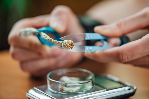 Microdosing Alternative Therapy With Psylocibin From Magic Mushroom Cutting Mushrooms And Making Daily Doses Stock Photo - Download Image Now - iStock