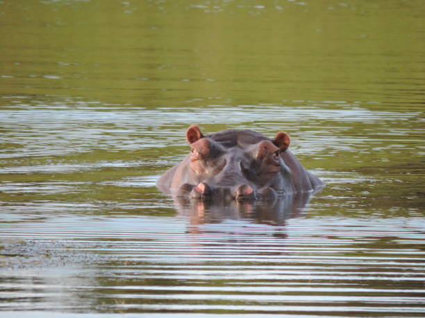 istock Hippo in the water 1226545361