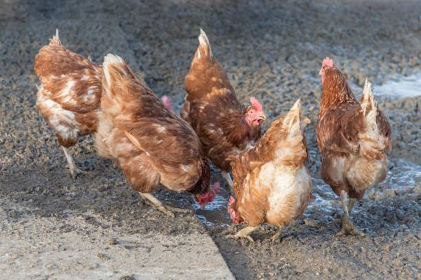 Brown chickens live outdoors at bio poultry farm dirt mud Rural agriculture scene with free happy hens outdoor. Ecological animal farming and self sufficiency by sustainable fowl livestock. mud hen stock pictures, royalty-free photos & images