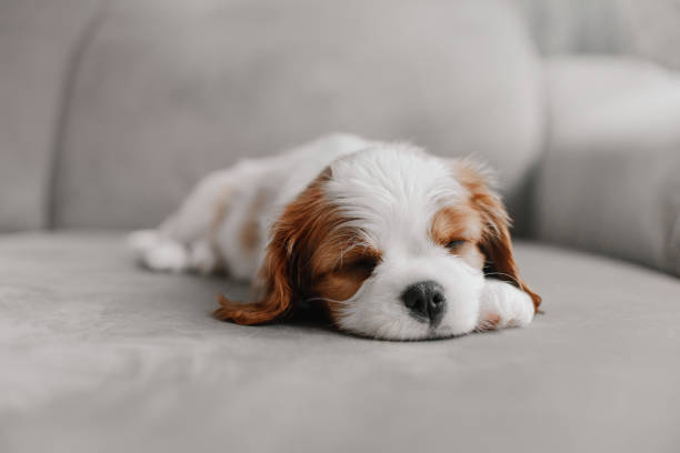 istock cavalier king charles spaniel puppy sleeping on a bed indoors 1226545948