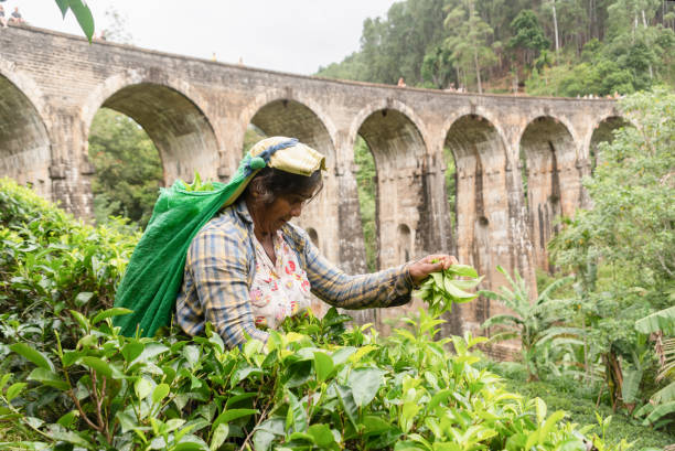 femme sri-lankaise ramassant le thé autour du pont de neuf arch.collection du thé dans la plantation de thé ella, district de badulla de la province d’uva, sri lanka - ella sri lanka photos et images de collection