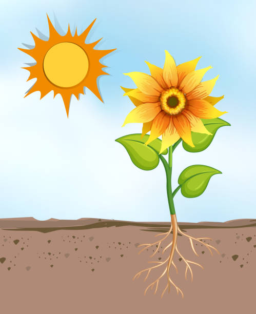 istock Scene with flowers growing in the bright sunny day 1226546413