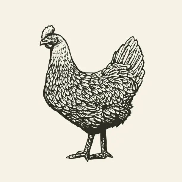 Vector illustration of Chicken or hen drawn in vintage engraving or etching style. Farm poultry bird isolated on white background. Vector illustration in monochrome colors for poster, restaurant menu, website, logo.