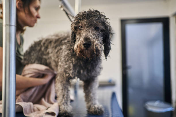 istock Expertised female groomer using a towel to dry a poodle after bath 1226548382
