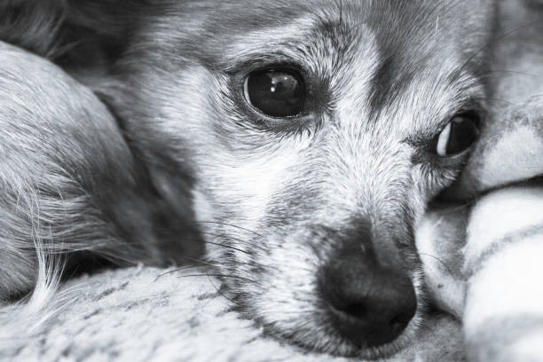 istock Small shorthaired dog without defined breed. No people 1226549479