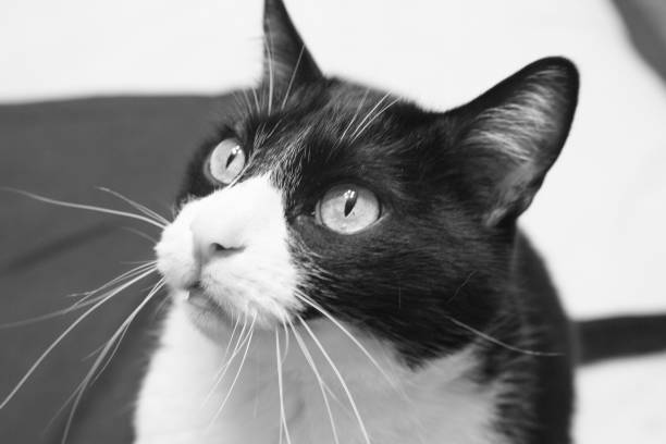istock Black and white cat with alert expression. No people 1226549525