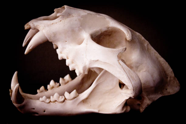 istock Dead mammal animal skull. No people 1226549536