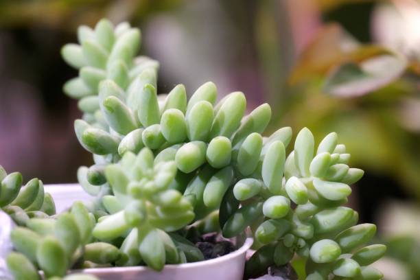 istock In selective focus succulent cactus growing in a pot with day light and green nature background 1226550085