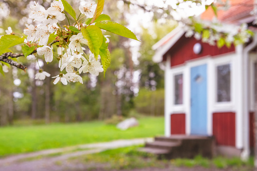 Blooming cherry blossom in front of a country house.