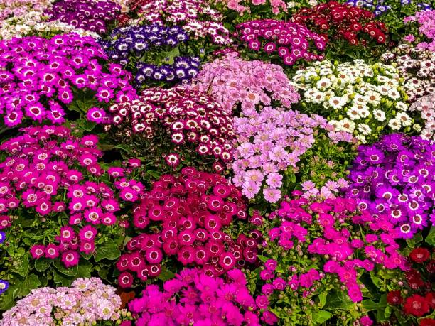 istock Macro photography multiple colours of flowers 1226551180