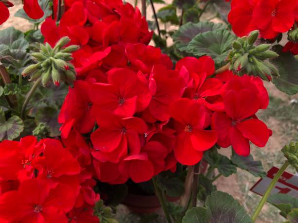 istock Macro photography red plant and flowers 1226551984