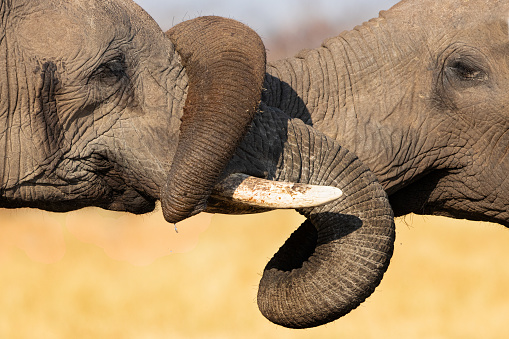 Olifanten in Zimbabwe