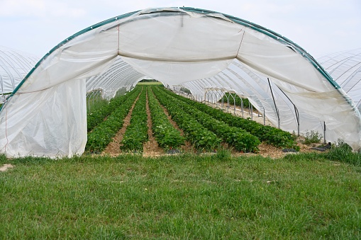 Strawberry Field in Greenhouse