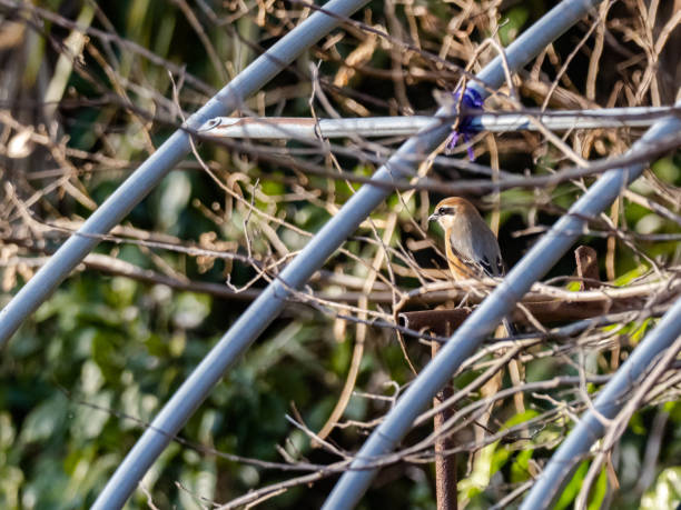 istock Bull-headed shrike in an old greenhouse 2 1226552374