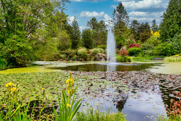 istock Fountain Among Water Lilies 1226552451